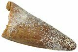 Cretaceous Fossil Crocodylomorph Tooth - Morocco #299200-1